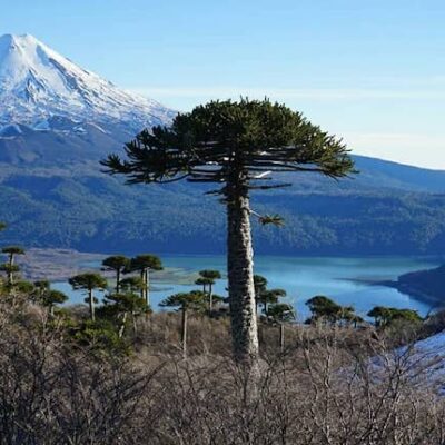 view of araucaria tree