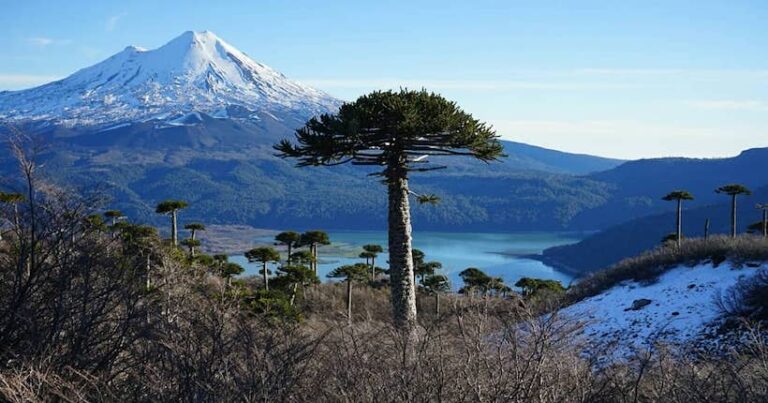 view of araucaria tree