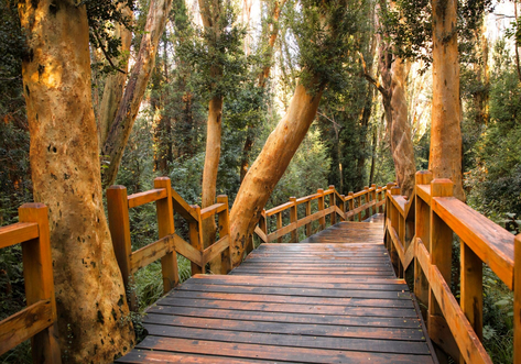 Bariloche Arrayanes Forest