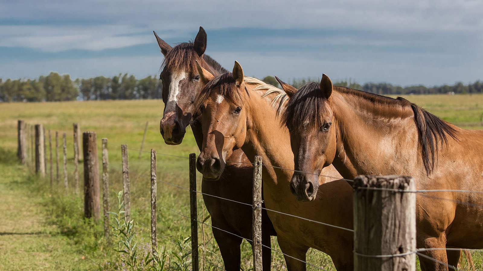 Buenos Aires - Estancia