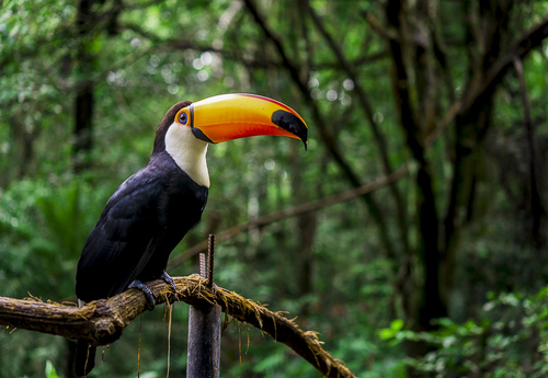 iguazu-falls-wildlife wildlife of Iguazu Falls