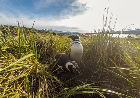 ushuaia-penguins-2