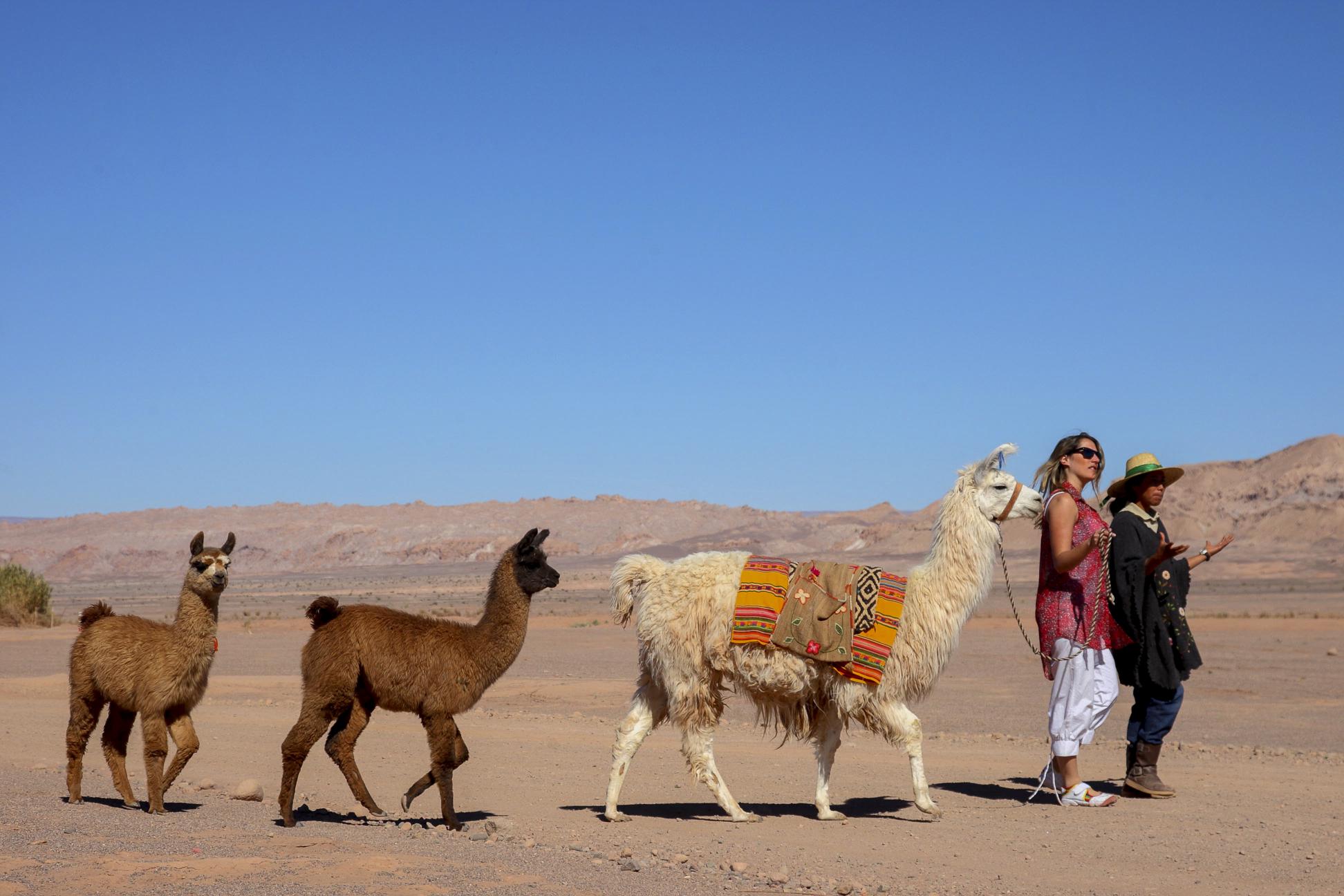 Atacama Desert - llama