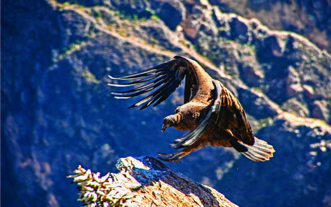 canon-del-colca-arequipa-peru (3) Cañón del Colca - Arequipa - Peru