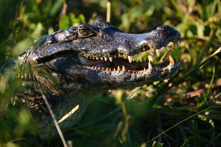 ibera-wildlife (9) ibera-wildlife (9)