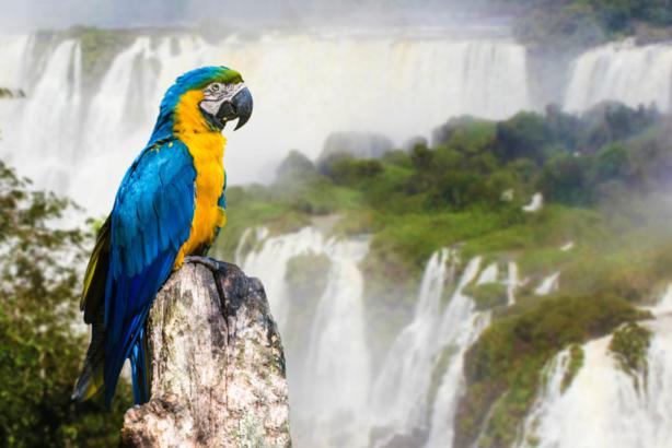 Macaw parrot possing at Iguazú Falls, Argentina.