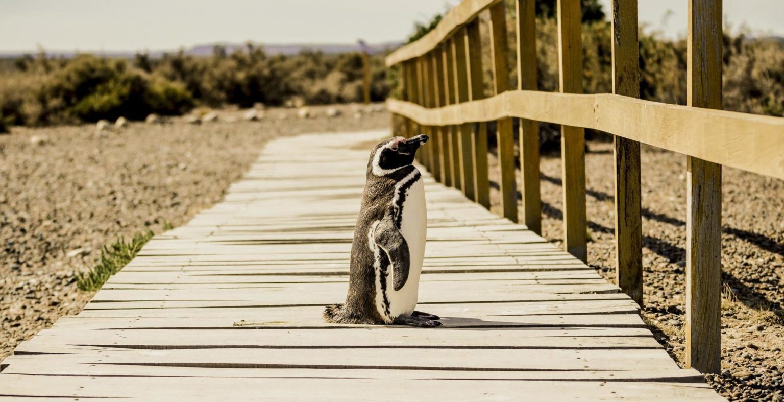 Puerto Madryn - Wildlife