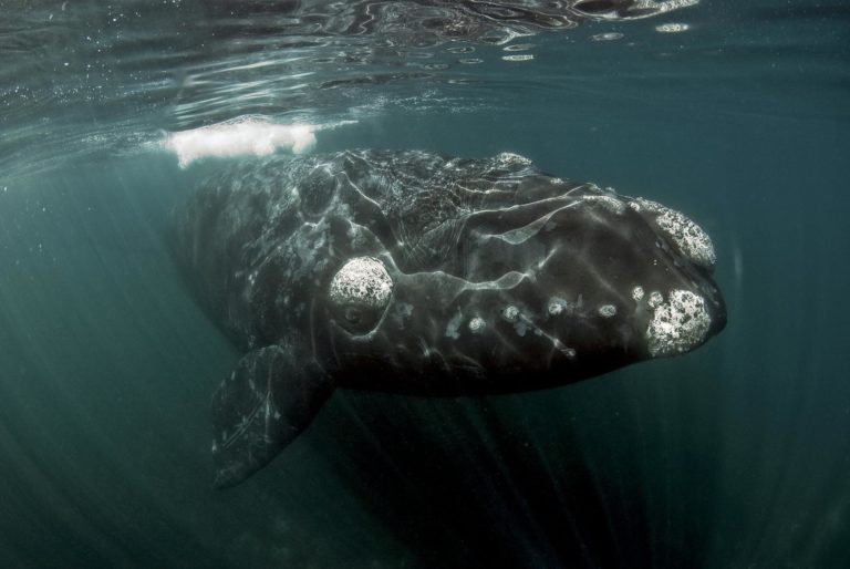 Puerto Madryn - Wildlife