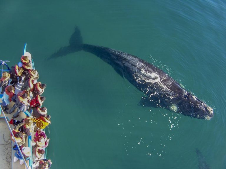 puerto-madry-wildlife-whales (8) Puerto Madryn - Wildlife