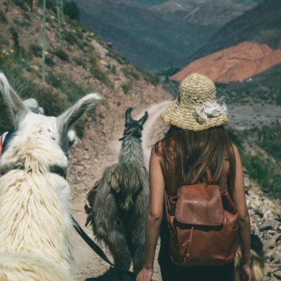 Walking with llamas in South America