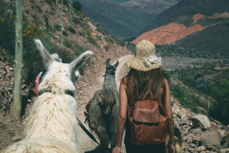 Walking with llamas in South America
