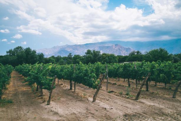 salta-wine-tour Salta - Wine tour