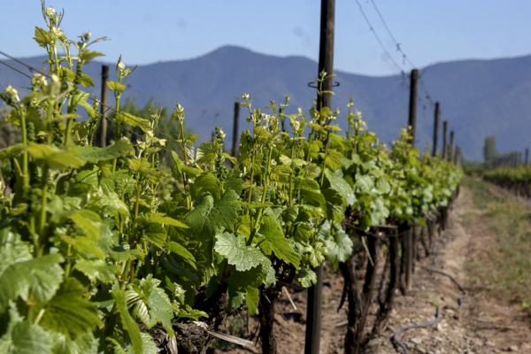 Santiago de Chile - Wine tour