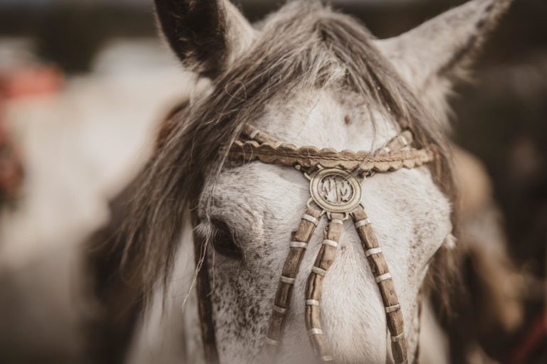 torres-del-paine-horses Horse in Torres del Paine National Park