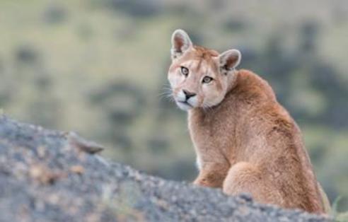 Spotting Pumas: The Kings of Patagonia