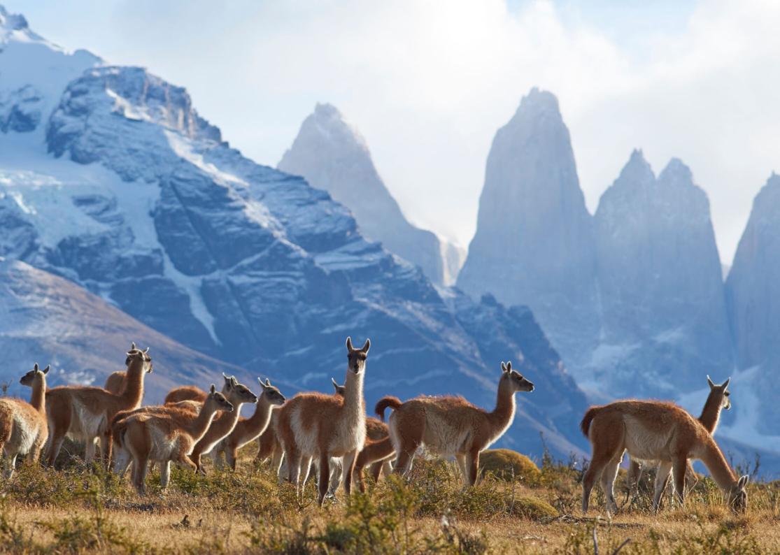 torres-del-paine-torres-view Wildlife in Patagonia