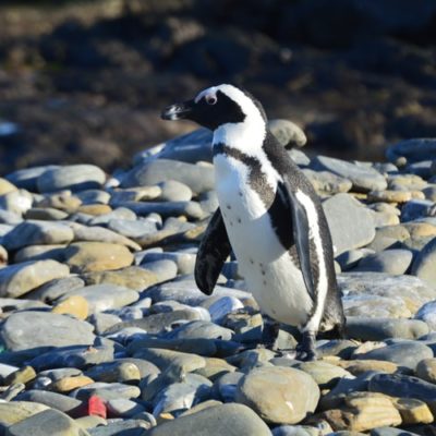 ushuaia-penguins (3) Ushuaia - wildlife