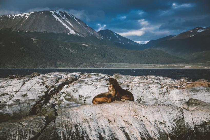ushuaia-wildlife Seals in Ushuaia