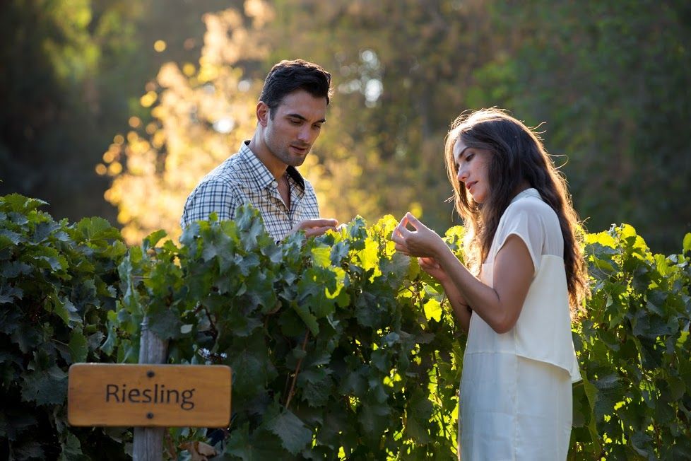 Chile-Concha-Toro-Vineyard couple tasting grapes in concha toro vineyard in chile