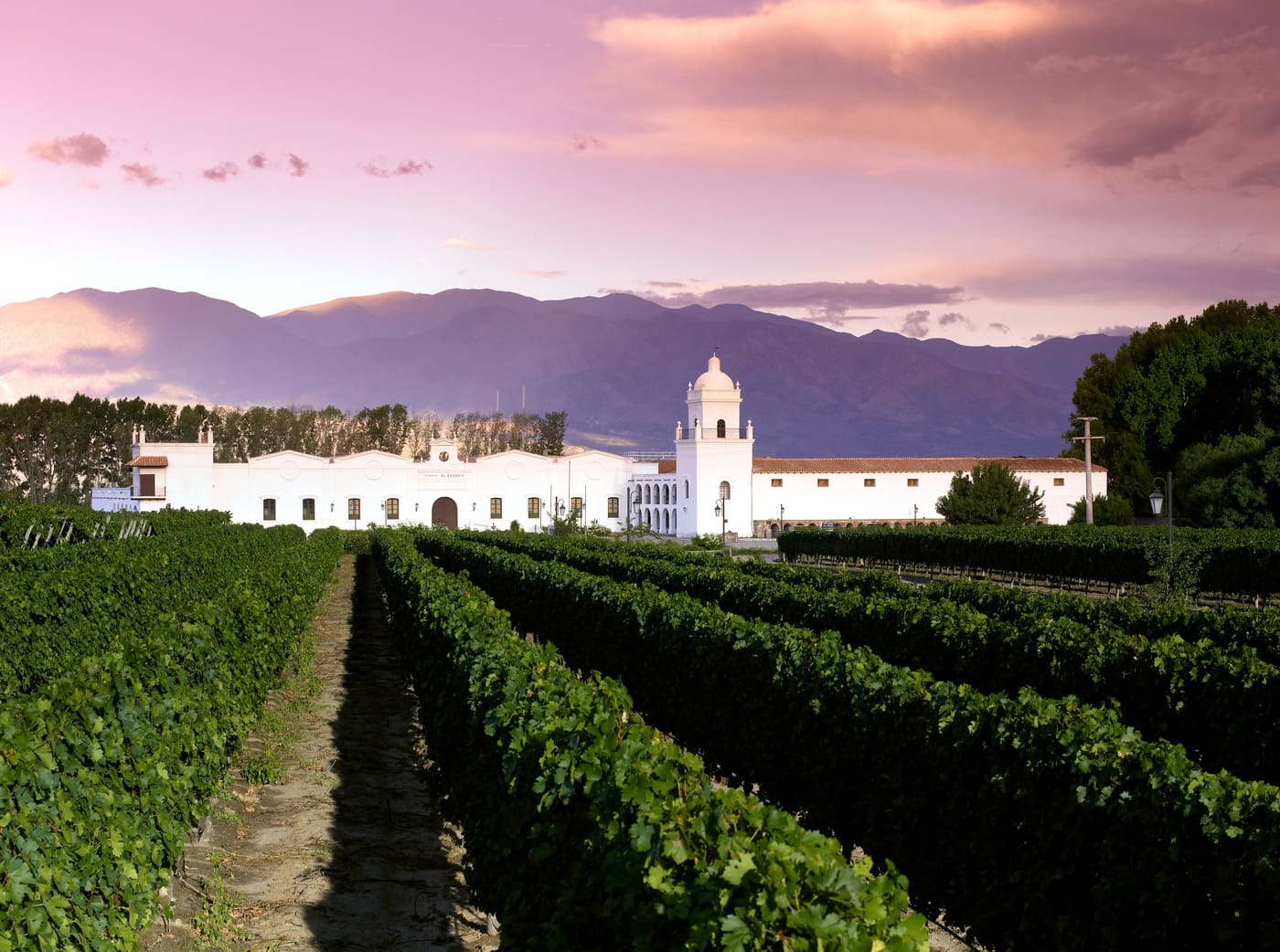 traditional-wineyard-in-Cafayate taste traditional Torrontes wine in Northern Argentina