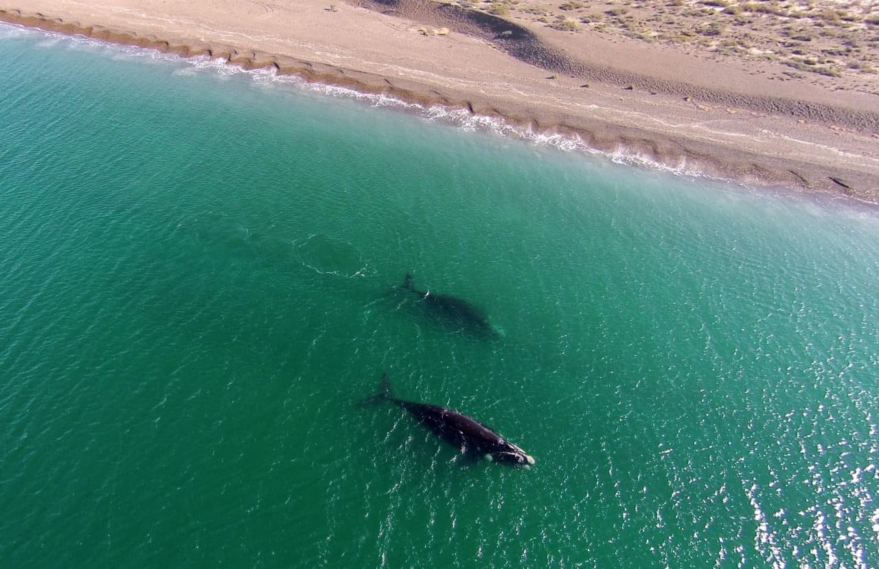 whales-from-the-air- puerto-madryn