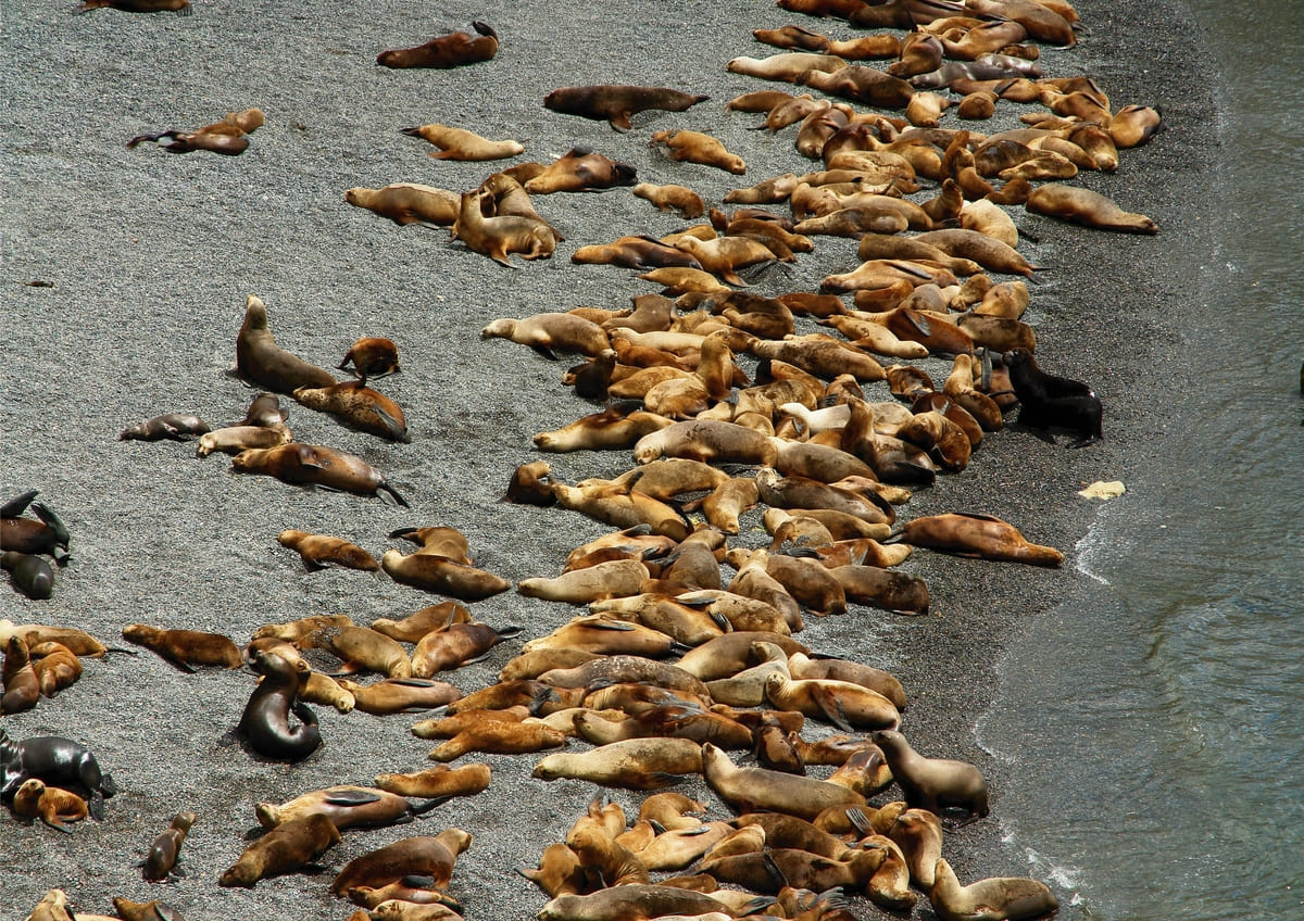 wildlife-in-puerto-madryn-sea-lions wildlife-in-puerto-madryn-sea-lions