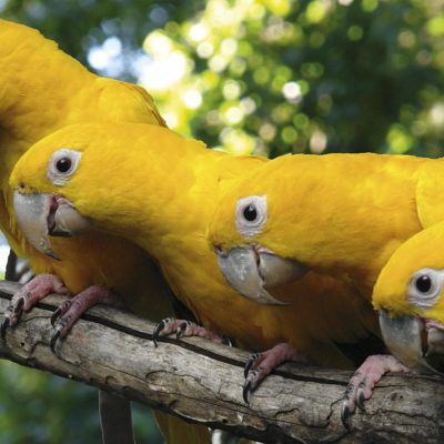 Four yellow parrots from Parque Das Aves.