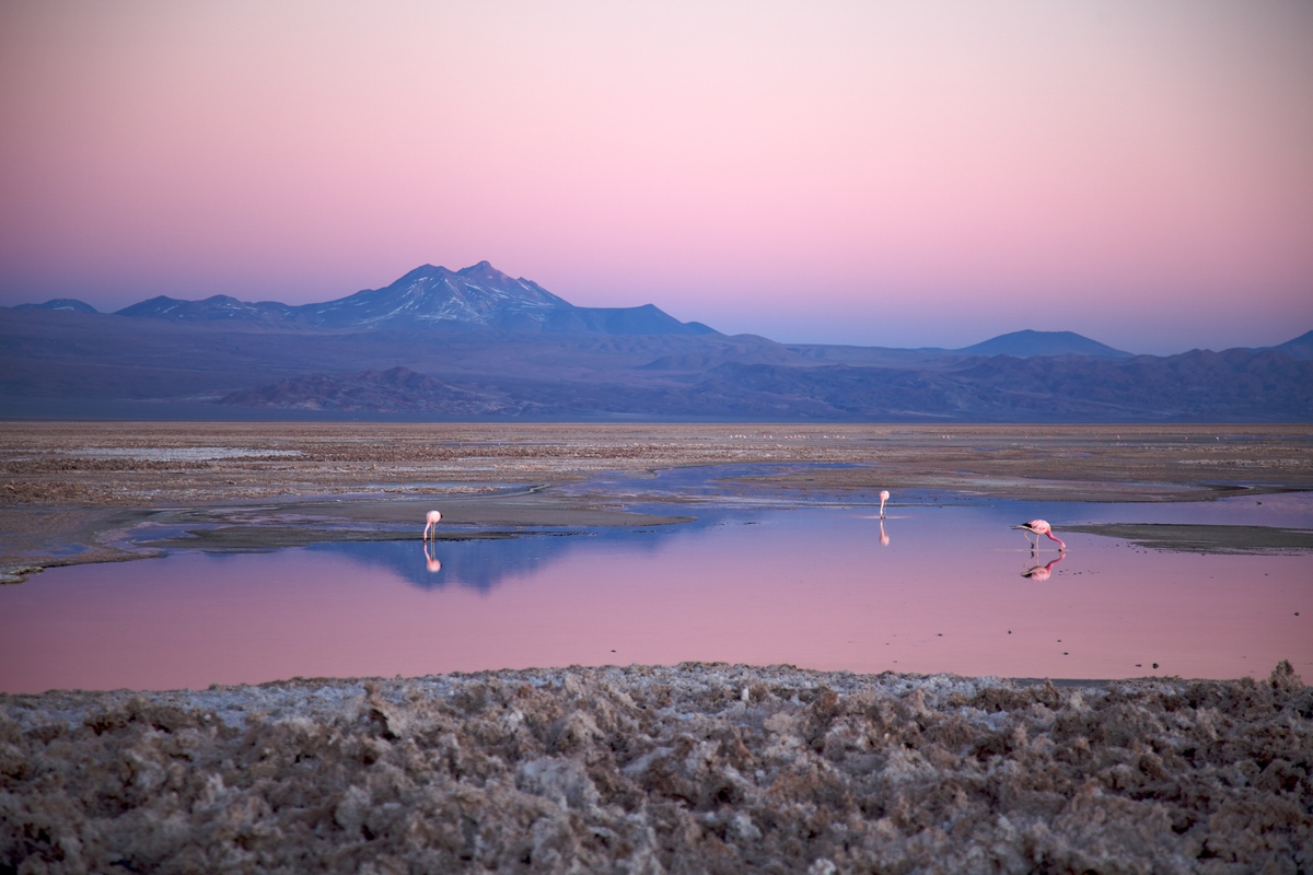 Pink flamingos in the Atacama Desert! Travel to Chile.