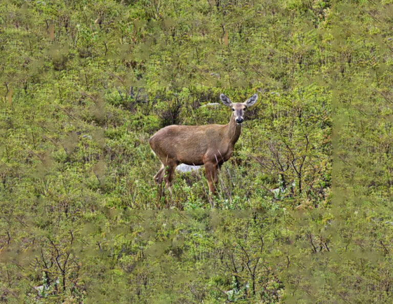 What is the National Animal of Chile?