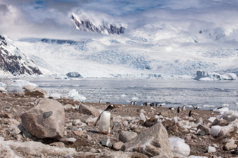 antartica-solar-eclipse-penguins-neko-harbour Go penguin spoting on Neko Harbour, Antartica.