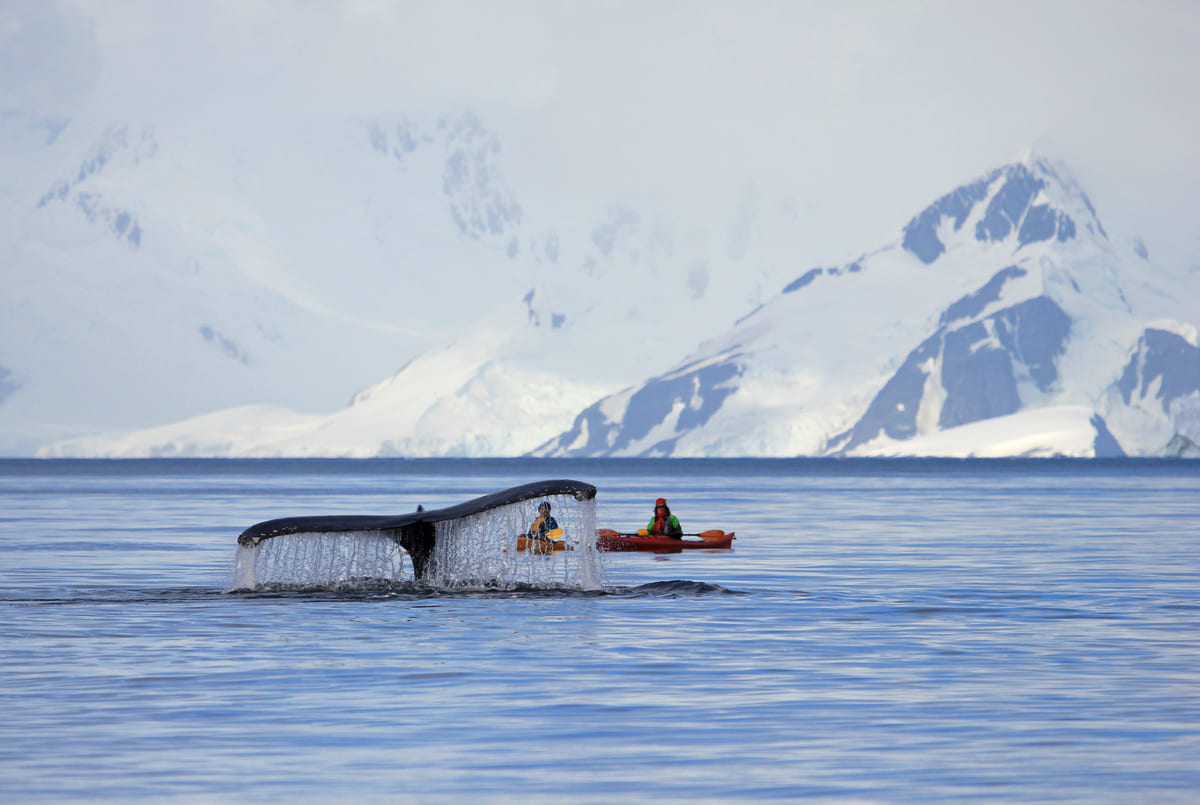 People on kayaks watching a whale's tale emerging from the surface of the Antarctic Sea..