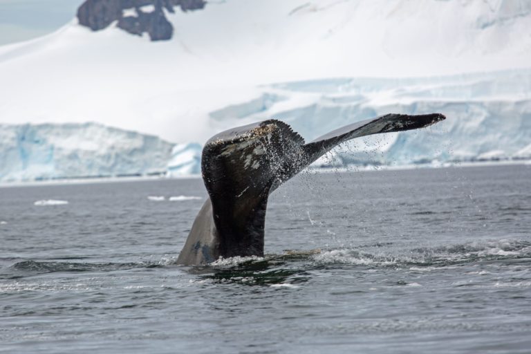 Solar Eclipse Cruise to Antárctica-Day 3, 4 y 5 Solar Eclipse Cruise to Antárctica-Day 3, 4 y 5