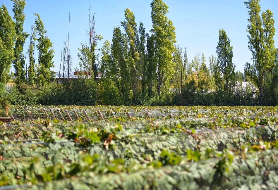 Luján de Cuyo - Wine Trails