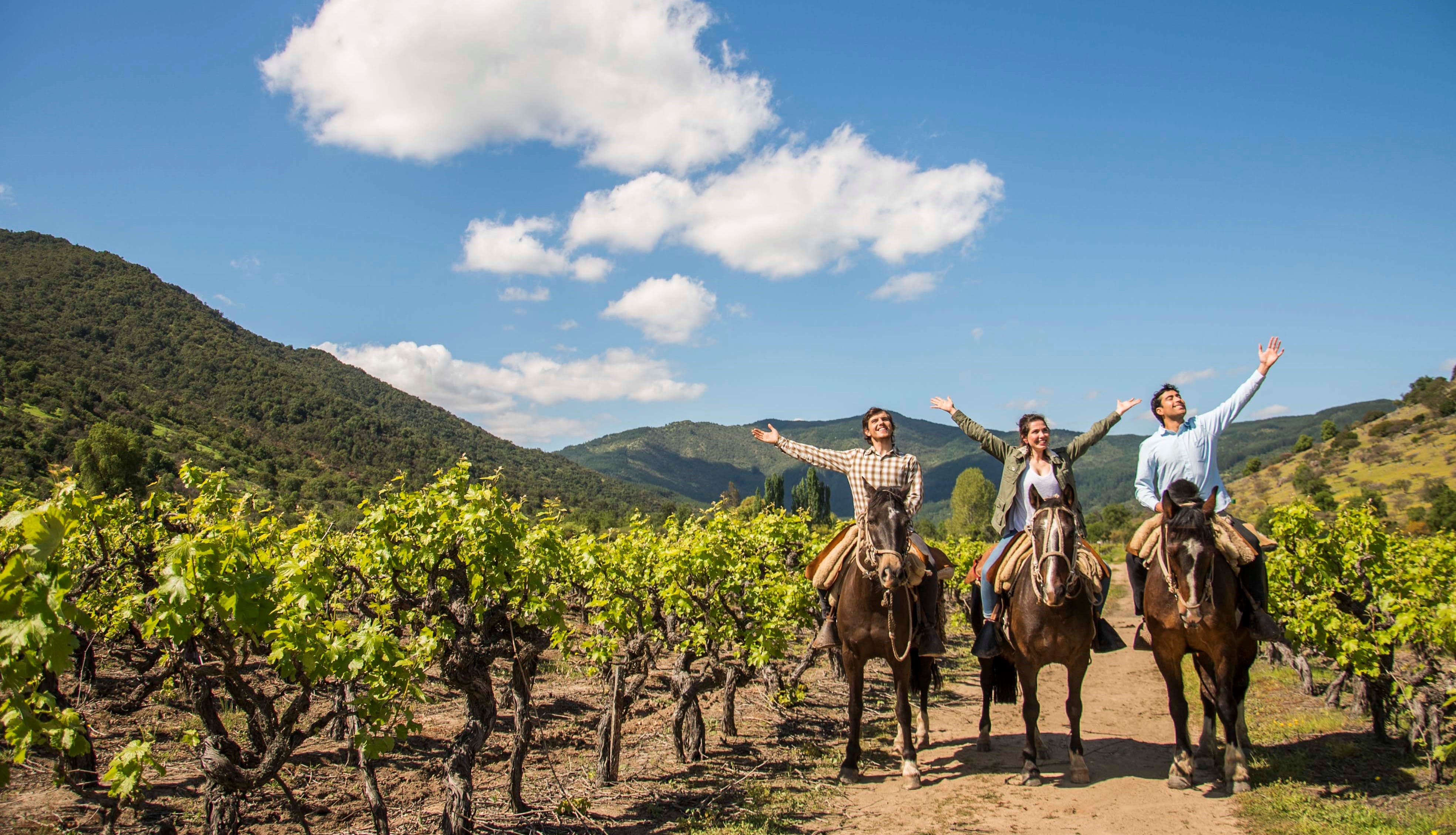 santiago-de-chile-wine-tour