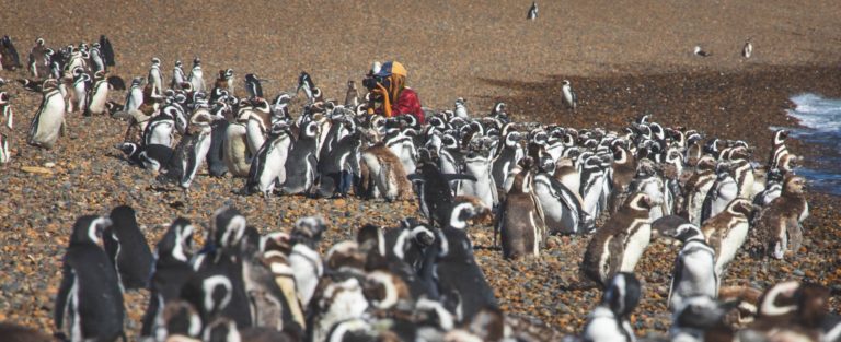 Patagonia penguins on a wildlife tour