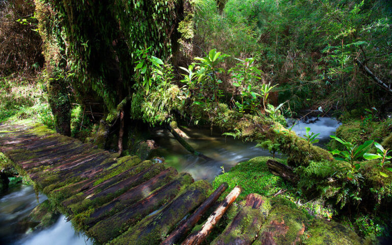 Wood bridge in the trail of the Pumalin park trek