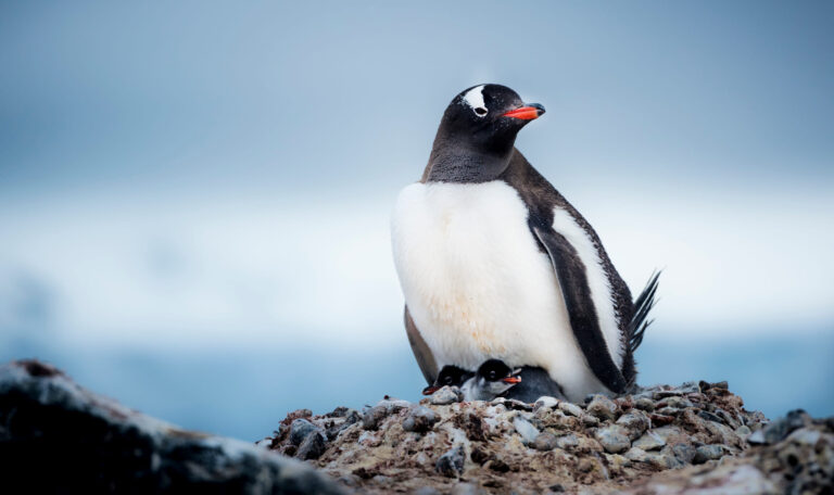 antarctica-penguins-expedition Family of penguins in Antarctica
