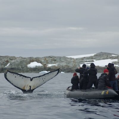 boat-navigation-in-antarctica-with-whales