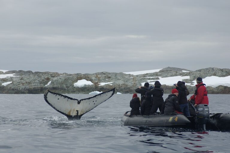 boat-navigation-in-antarctica-with-whales