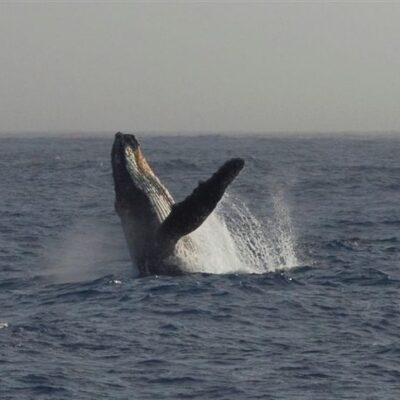 Whale watching while crossing Drake Passage in Antarctica
