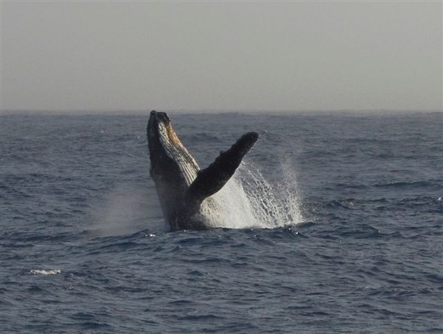 Whale watching while crossing Drake Passage in Antarctica