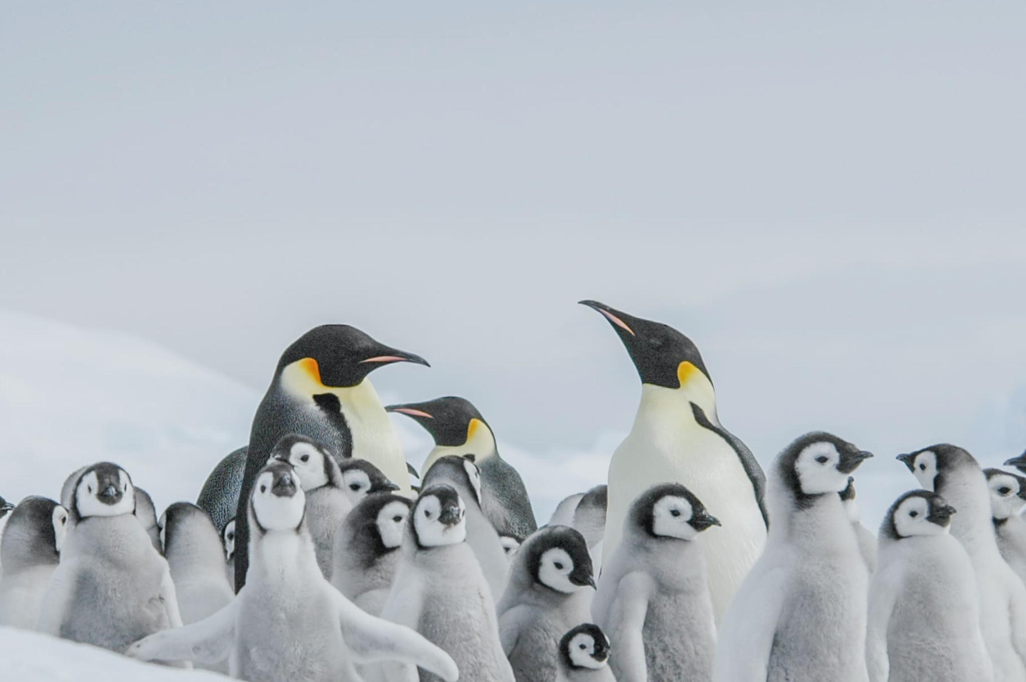 Expedición del Pingüino Emperador