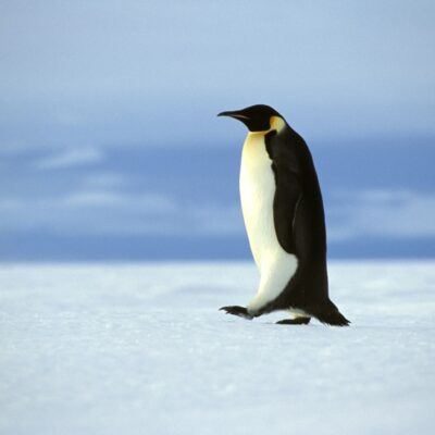 Emperor penguin walking alone in the Antarctic  Continent