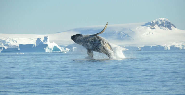 humpback-whale-antarctica Humpback whale jumping out of water in Atarctica