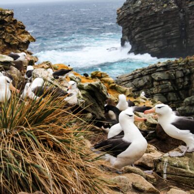 View of Albatross nest in South Georgia Island