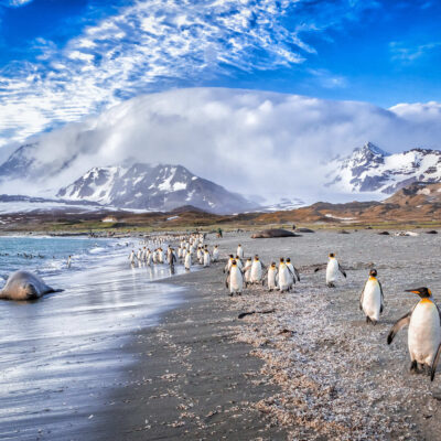 View of Penguings and seals in South Georgia island