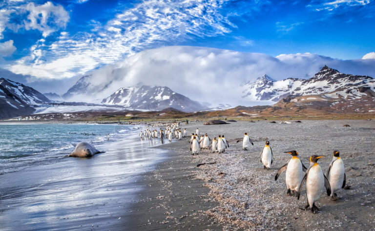 View of Penguings and seals in South Georgia island
